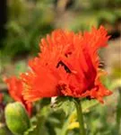 Orientalischer Garten-Mohn - Papaver orientale 'Türkenlouis'