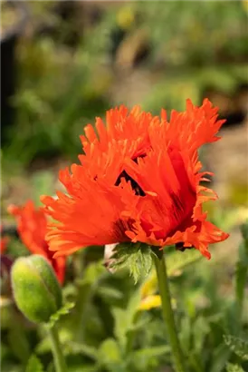 Orientalischer Garten-Mohn - Papaver orientale 'Türkenlouis'