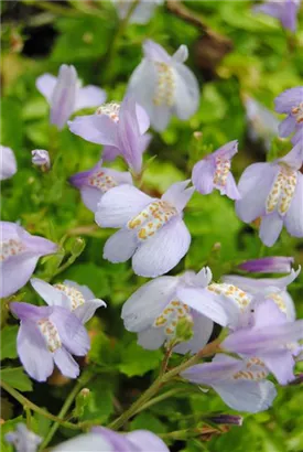 Lippenmäulchen - Mazus reptans