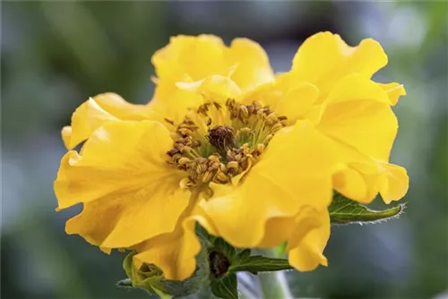 Garten-Nelkenwurz - Geum chiloense 'Lady Stratheden'