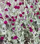 Vexiernelke - Lychnis coronaria