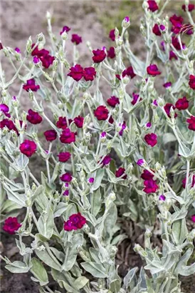 Vexiernelke - Lychnis coronaria