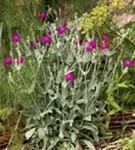 Vexiernelke - Lychnis coronaria