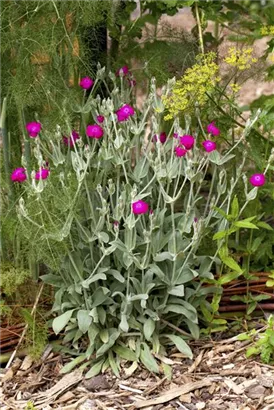 Vexiernelke - Lychnis coronaria