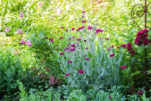 Vexiernelke - Lychnis coronaria