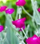 Vexiernelke - Lychnis coronaria