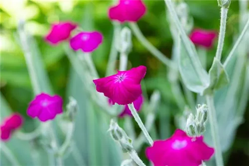 Vexiernelke - Lychnis coronaria