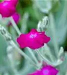 Vexiernelke - Lychnis coronaria