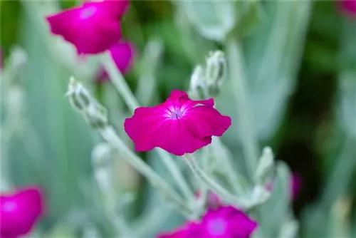 Vexiernelke - Lychnis coronaria