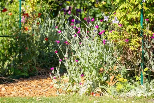 Vexiernelke - Lychnis coronaria