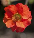 Garten-Nelkenwurz - Geum chiloense 'Mrs Bradshaw'