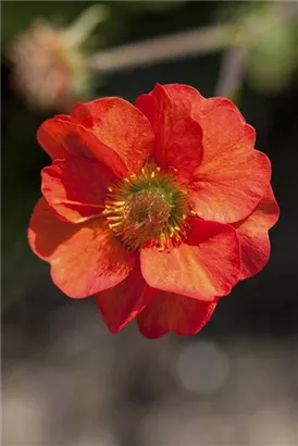 Garten-Nelkenwurz - Geum chiloense 'Mrs Bradshaw'