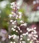 Garten-Bastardschaumblüte - Heucherella(x) tiarell.'Bridget Bloom'