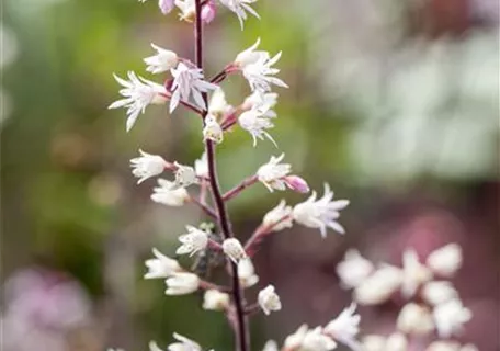 Heucherella(x) tiarell.'Stoplight' -R- - Garten-Bastardschaumblüte