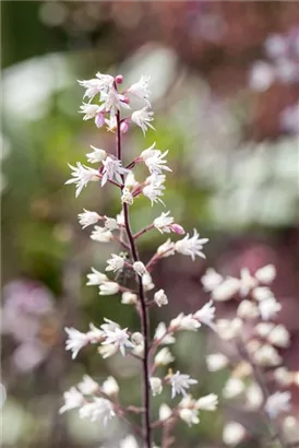 Garten-Bastardschaumblüte - Heucherella(x) tiarell.'Bridget Bloom'