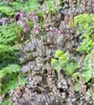 Garten-Bastardschaumblüte - Heucherella(x) tiarell.'Bridget Bloom'