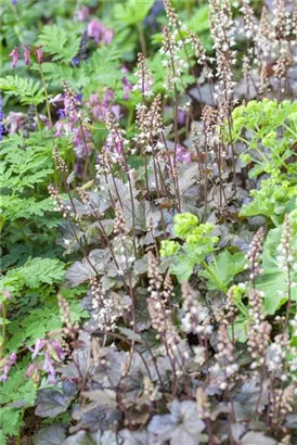 Garten-Bastardschaumblüte - Heucherella(x) tiarell.'Bridget Bloom'