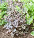 Garten-Bastardschaumblüte - Heucherella(x) tiarell.'Bridget Bloom'