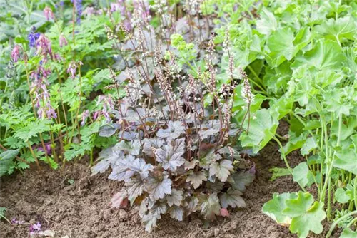 Garten-Bastardschaumblüte - Heucherella(x) tiarell.'Bridget Bloom'