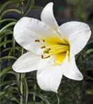 Königs-Lilie - Lilium regale