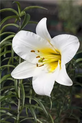 Königs-Lilie - Lilium regale