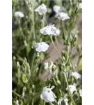 Garten-Vexiernelke - Lychnis coronaria 'Alba'