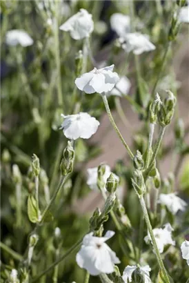 Garten-Vexiernelke - Lychnis coronaria 'Alba'