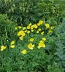 Kambrischer Scheinmohn - Meconopsis cambrica