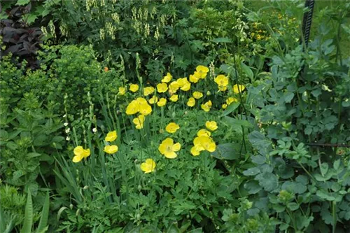 Kambrischer Scheinmohn - Meconopsis cambrica