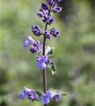 Traubige Garten-Katzenminze - Nepeta x faassenii 'Walker's Low'