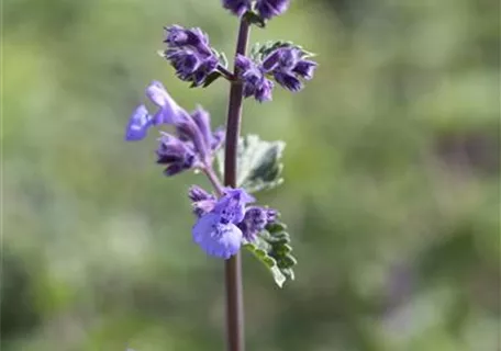 Nepeta x faassenii 'Walker's Low' - Traubige Garten-Katzenminze