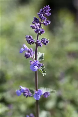 Traubige Garten-Katzenminze - Nepeta x faassenii 'Walker's Low'