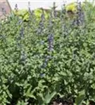 Traubige Garten-Katzenminze - Nepeta x faassenii 'Walker's Low'