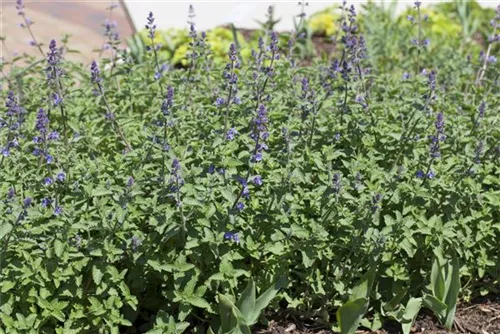 Traubige Garten-Katzenminze - Nepeta x faassenii 'Walker's Low'