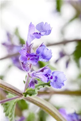 Traubige Garten-Katzenminze - Nepeta x faassenii 'Walker's Low'