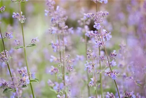 Traubige Garten-Katzenminze - Nepeta x faassenii 'Walker's Low'