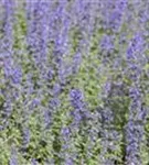 Traubige Garten-Katzenminze - Nepeta x faassenii 'Walker's Low'