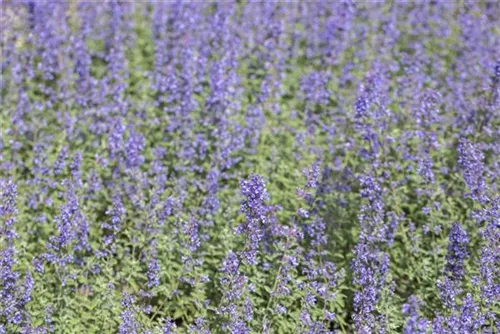 Traubige Garten-Katzenminze - Nepeta x faassenii 'Walker's Low'