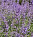 Traubige Garten-Katzenminze - Nepeta x faassenii 'Walker's Low'