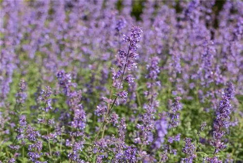 Traubige Garten-Katzenminze - Nepeta x faassenii 'Walker's Low'