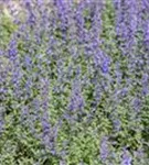 Traubige Garten-Katzenminze - Nepeta x faassenii 'Walker's Low'