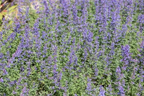 Traubige Garten-Katzenminze - Nepeta x faassenii 'Walker's Low'