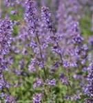 Traubige Garten-Katzenminze - Nepeta x faassenii 'Walker's Low'