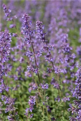 Traubige Garten-Katzenminze - Nepeta x faassenii 'Walker's Low'