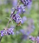 Traubige Garten-Katzenminze - Nepeta x faassenii 'Walker's Low'