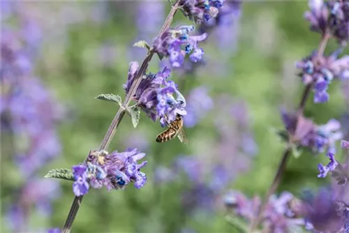 Traubige Garten-Katzenminze - Nepeta x faassenii 'Walker's Low'