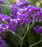 Breitblättriger Steppenschleier - Limonium latifolium