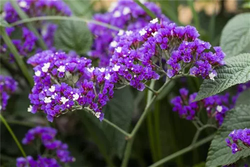 Breitblättriger Steppenschleier - Limonium latifolium