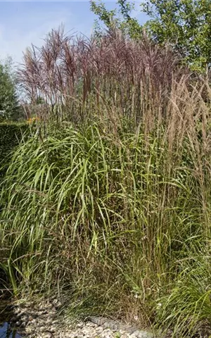 Phragmites australis