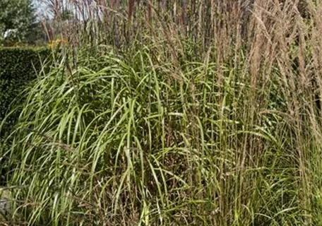 Phragmites australis - Gewöhnliches Schilf